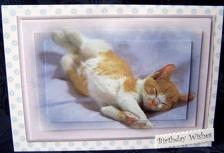 Sleepy Cat 4 by Kris Smart