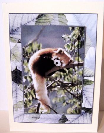 Red Panda by Kris Smart