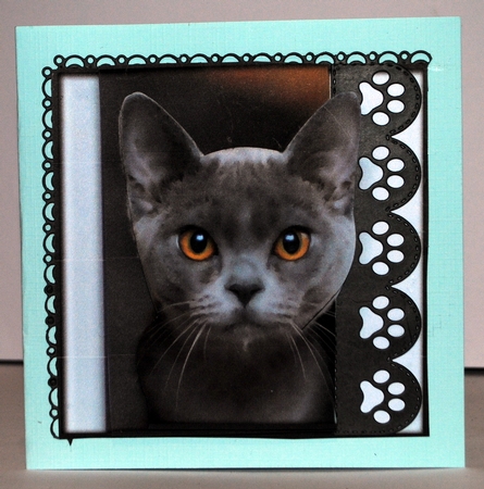 Funny Cat Quick Card 3 by Kristina Norbat