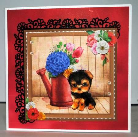 Little Yorkie by Kristina Norbat