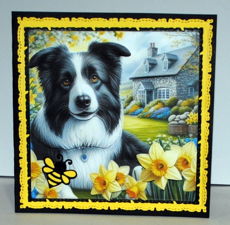 Daffodil Garden Border collie by Kristina Norbat