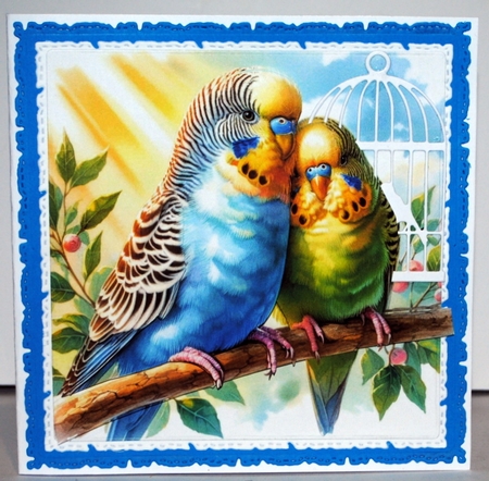 Budgies  by Kristina Norbat