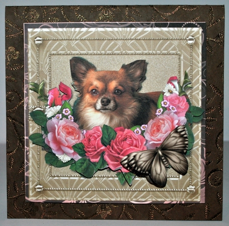 So Cute.....Chihuahua by Kristina Norbat