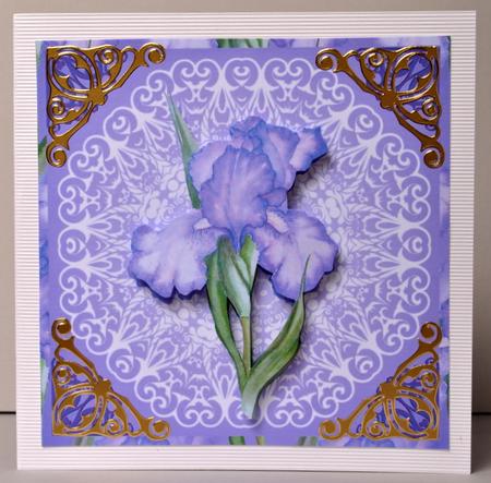 Iris on Lace by Kristina Norbat