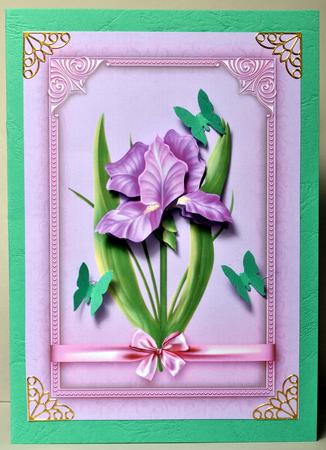 Open Iris Purple by Kristina Norbat