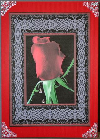 Red Rose on Lace Card Front by Kristina Norbat