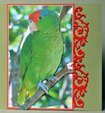 Pretty Green Parrot - Decoupage Card Front by Kristina Norbat