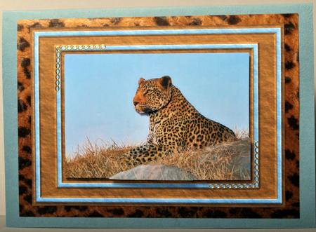 Leopard Quick Card by Kristina Norbat