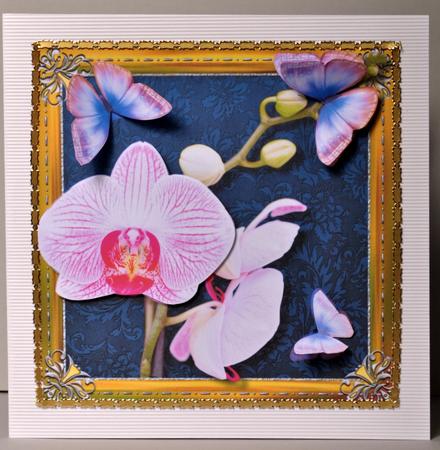 Framed Orchid 1 by Kristina Norbat