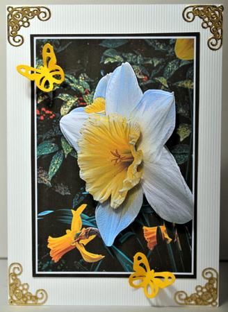 White Daffodil Card Front by Kristina Norbat
