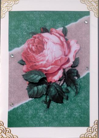 Pink Rose Card Front by Kristina Norbat
