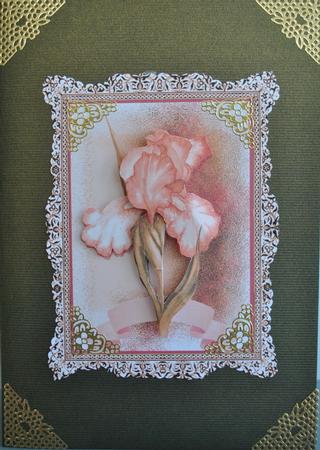 Beautiful Apricot Iris by Kristina Norbat