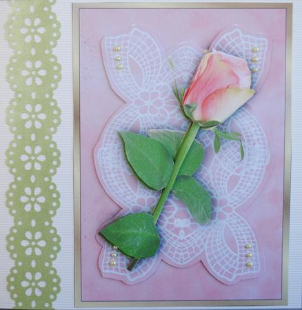 Simple Pink Rose on Lace by Kristina Norbat