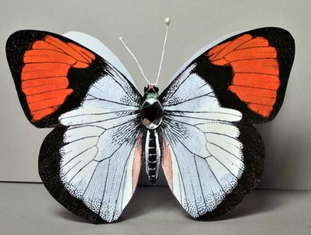 Butterfly Stand Up Card 10 - Good Luck by Kristina Norbat