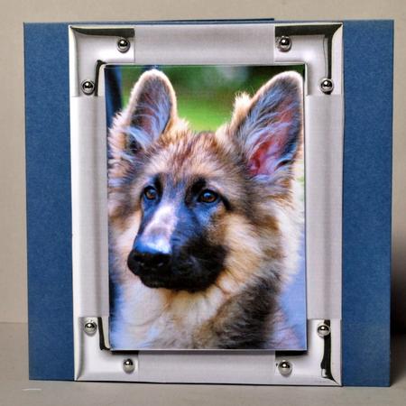 Handsome German Shepherd Dog by Kristina Norbat