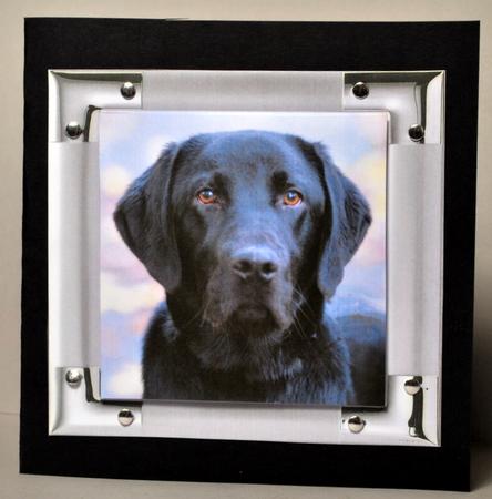 Beautiful Black Labrador Dog by Kristina Norbat
