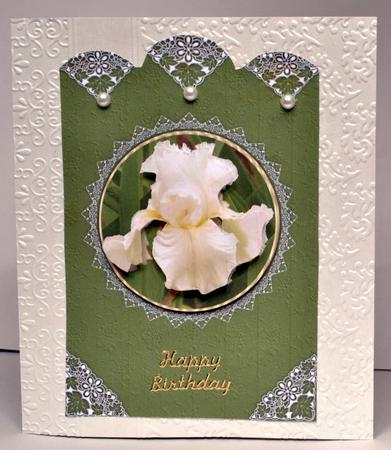 Cream Iris Birthday or Get Well by Kristina Norbat
