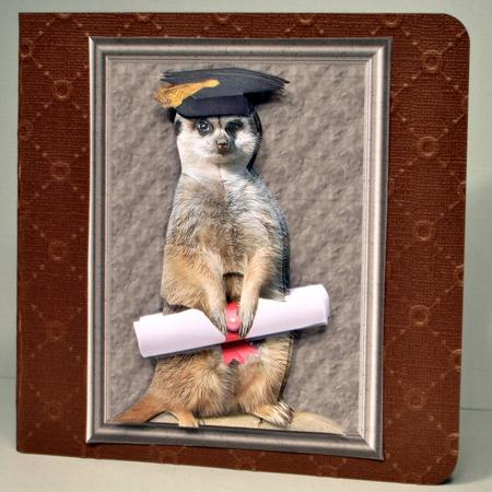 Meerkat Graduation 3D Decoupage by Kristina Norbat