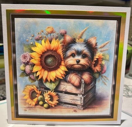 Sunflower Pups (1) 1 by Kym Barry