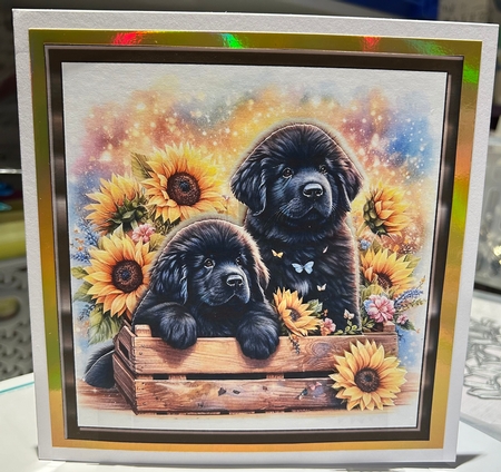 Sunflower Pups (1) 5 by Kym Barry