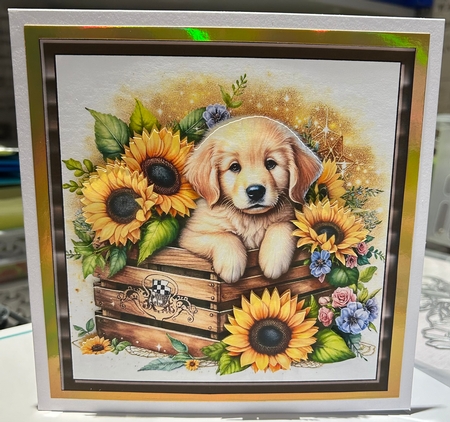 Sunflower Pups (8) 4 by Kym Barry