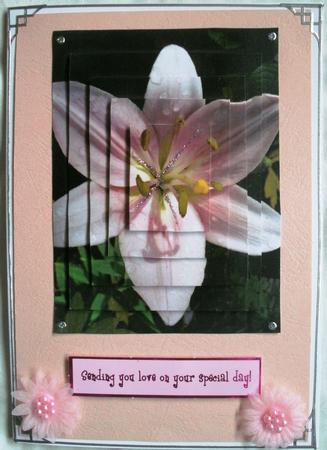 Pink Lily Pyramid by Kym Pendered