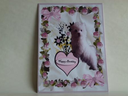 Cute Fluffy White Puppy, in Rose Frame A4 by Laura Nicholls