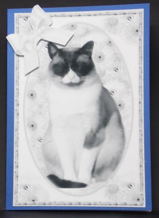 Cat in Oval Frame by Laura Nicholls