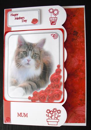 Beautiful Tabby Cat by Lesley Earing