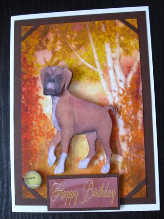 Playful Boxer by Lesley Earing