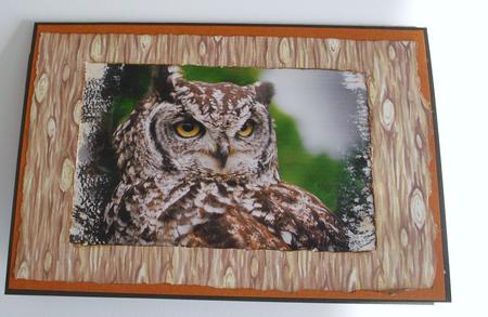 Long-eared Owl Photographs Cu4cu by Lesley Earing
