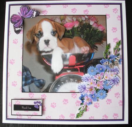 Boxer Puppy by Lesley Earing