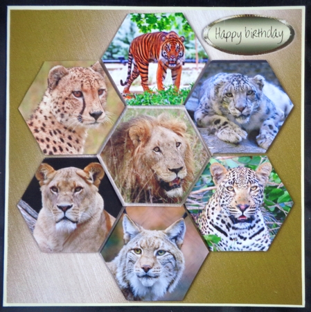 wild cats by Linda Short