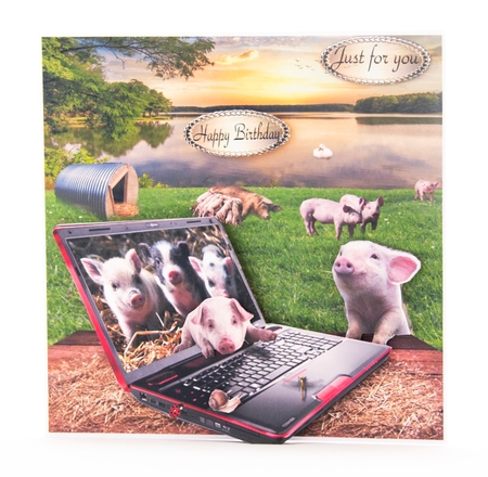 on the pig farm by Lisa Bird