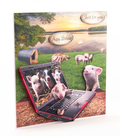 on the pig farm by Lisa Bird