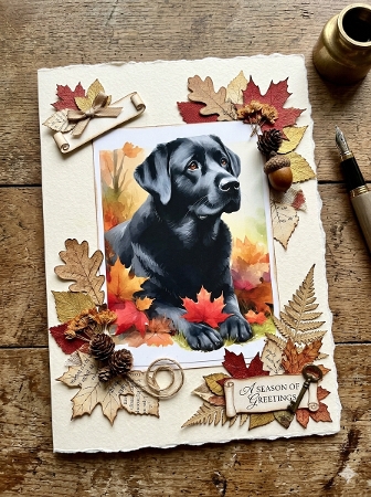 Black Labrador Dog Featured Gallery Photo