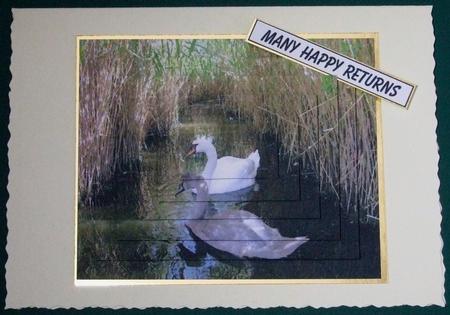 Swans by Lorraine Reed