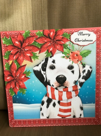 Gorgeous Dalmation With Red Poinsettias 8x8 by Louise Parr