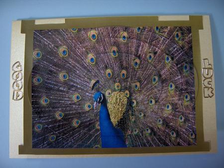Oval Peacock Pyramage by Lynda Jones