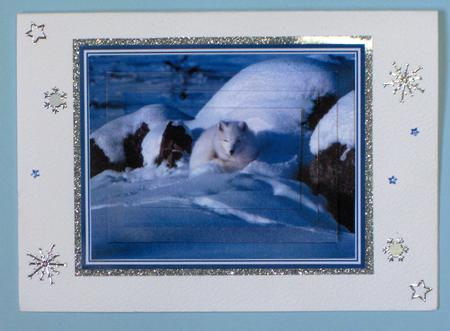 Arctic Fox - Pyramid by Lynda Jones