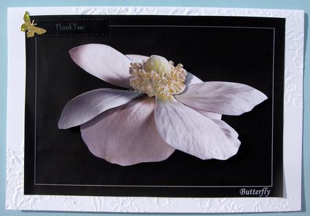 White Anemone 'butterfly' Image & Decoupage by Lynda Jones