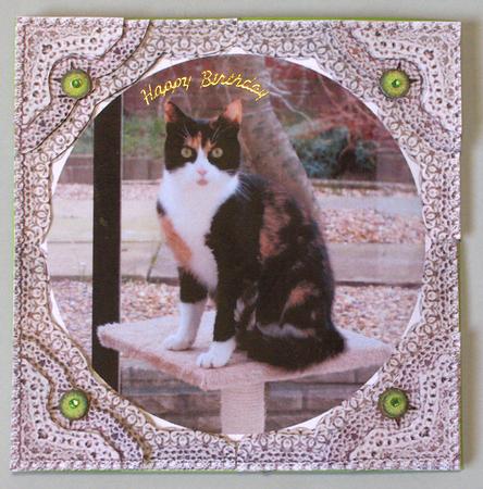 Katy My Tortoishell & White Cat - Lace Frame Corner Stacker by Lynda Jones