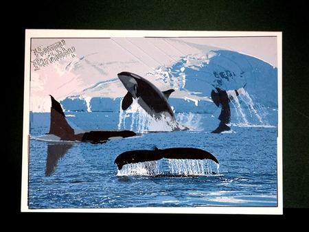 Orca Playground Half Circle Pyramage by Lynn Butters