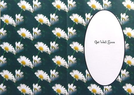 Daisies Insert by Margaret Dittmann