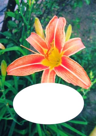 Tiger Lily Insert 2 by Margaret Dittmann
