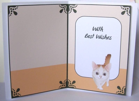 Curious Cats Insert by Margaret McCartney
