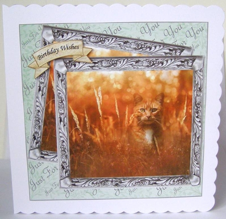 VARIED SENTIMENTS GINGER CAT IN CORN by Margaret McCartney