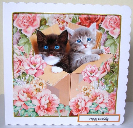 Kittens In A Box 2 Featured Gallery Photo
