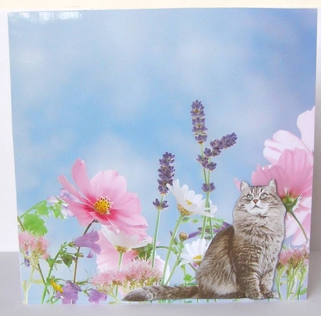 FLOWERS by Margaret McCartney