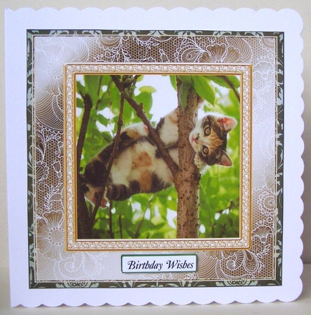 CHOOSE YOUR SENTIMENT CAT UP A TREE by Margaret McCartney